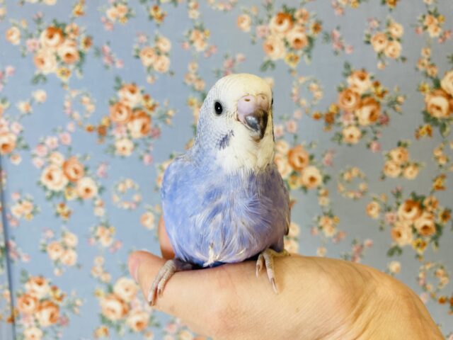 素敵なバイオレット💜*ˊᵕˋ 手乗りセキセイインコ(オパーリンスパングル)🪶✨