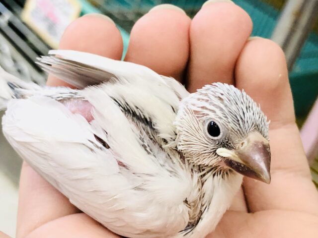 シルバー文鳥