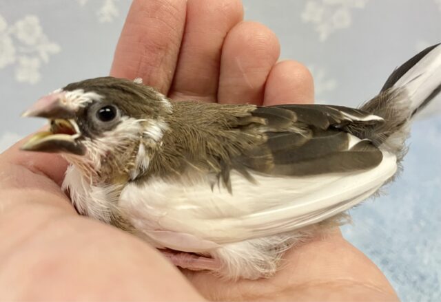 ちっちゃくて可愛い💞 ジュウシマツ 2023年10月生まれ 十姉妹(ジュウシマツ)