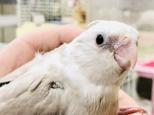 オカメの象徴のチークが無い淡いカラー♪　オカメインコ