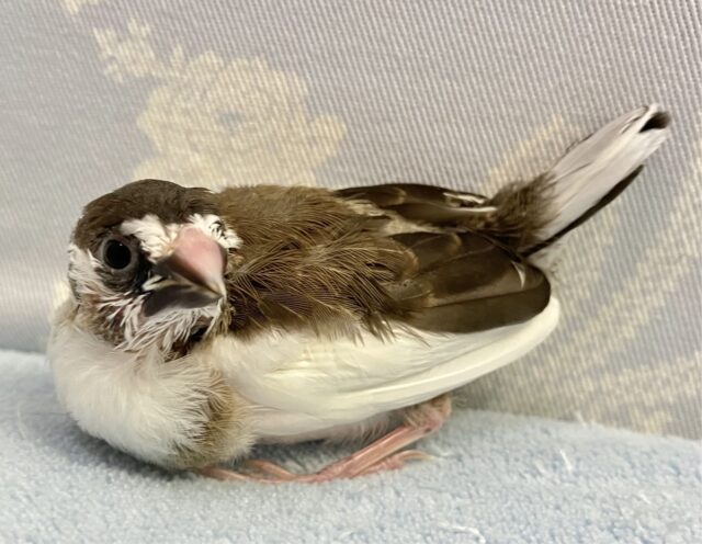 ちっちゃくて可愛い💞 ジュウシマツ 2023年10月生まれ