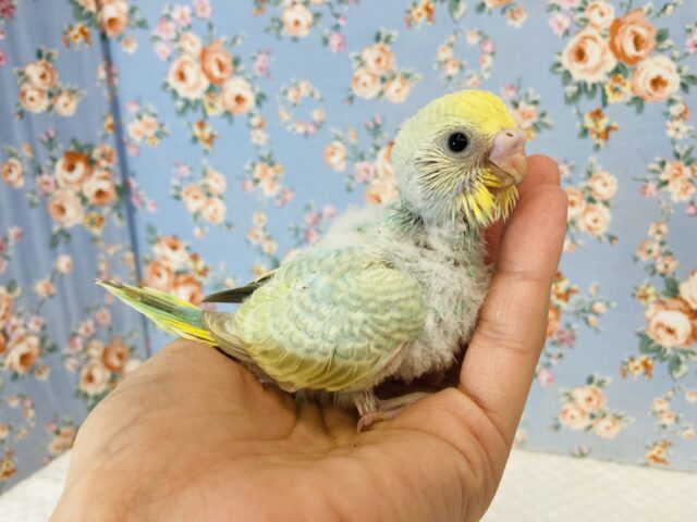 天使が舞い降りた❤︎手乗りセキセイインコ(コバルト)🫧