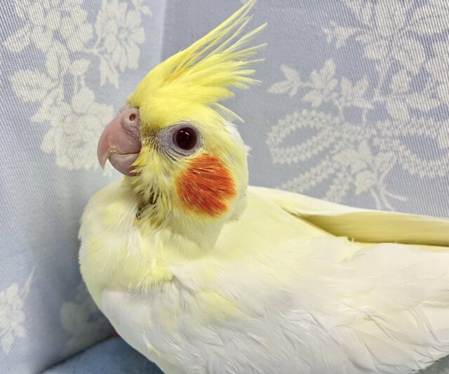 オカメインコ