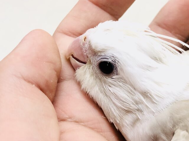 オカメインコ