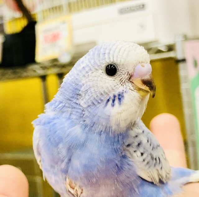 少しムッチリさんがやってきました♪♪　セキセイインコ