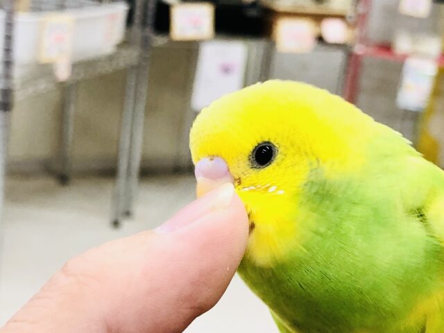 セキセイインコ