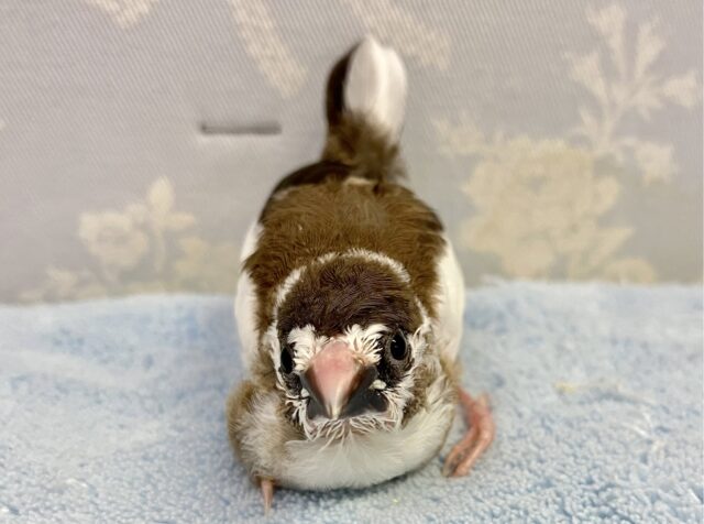 十姉妹（ジュウシマツ）