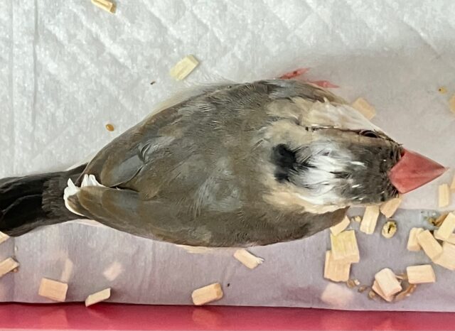 ❣️最新画像になります❣️定番人気 🩶桜文鳥 2023年9月生まれ 桜文鳥