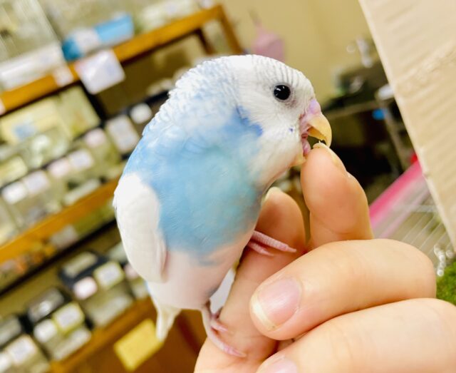 最新画像になりますよ⭐️それでは拝啓！世界を揺るがす恋です💕　セキセイインコ　パイド