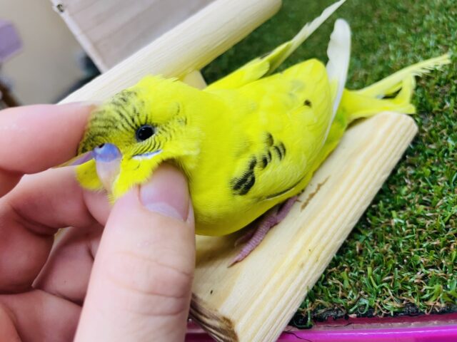 セキセイインコ