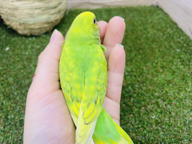 セキセイインコ