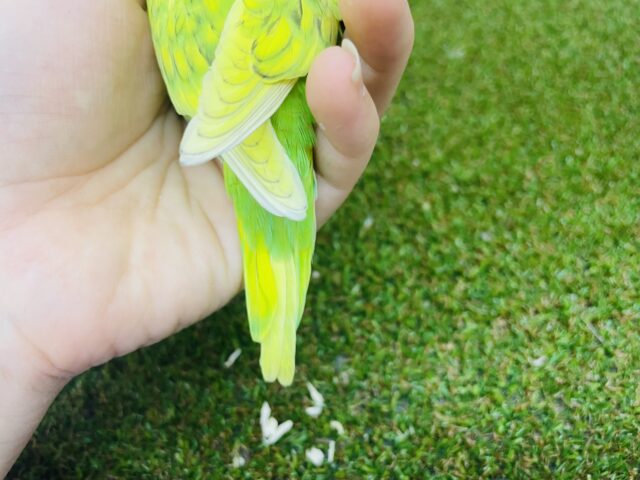 セキセイインコ