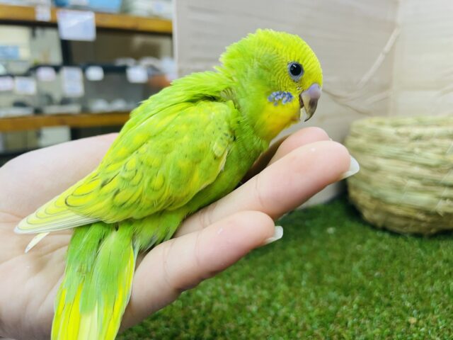 セキセイインコ