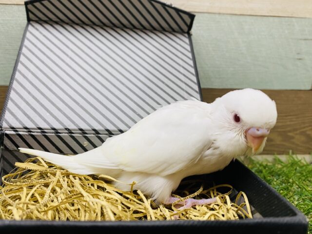 セキセイインコ