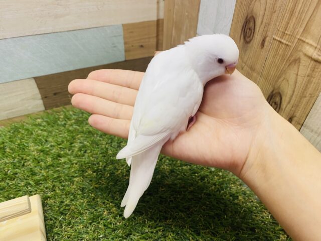 セキセイインコ