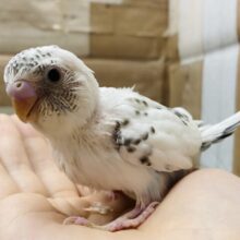 ごま塩ちゃんやってきました〜🤍美しいセキセイインコ白ハルクイン❗️