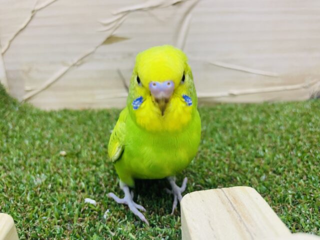 セキセイインコ