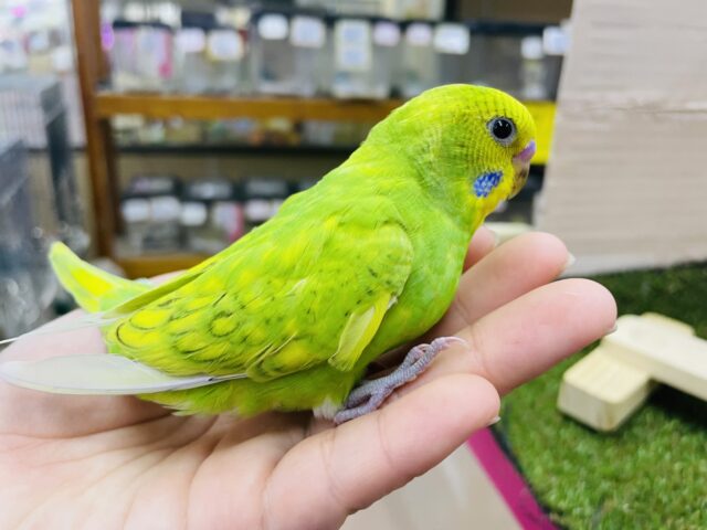 セキセイインコ