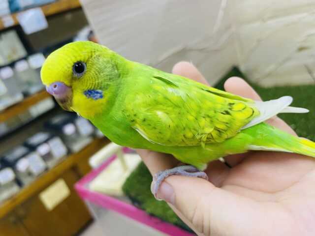 セキセイインコ