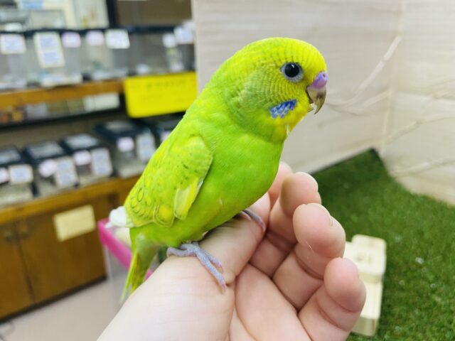 セキセイインコ