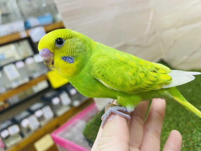 セキセイインコ