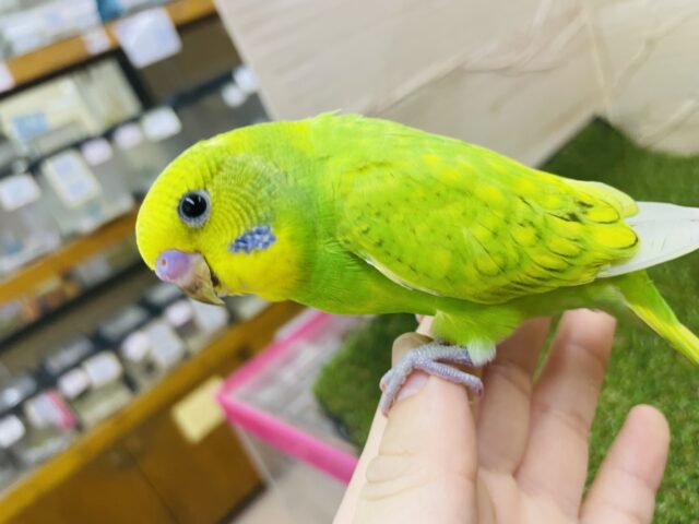 セキセイインコ