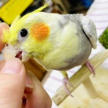 1人餌‼️最新画像になりますよ⭐️やっほー❣️元気に挨拶📣📣📣オカメたん！！　オカメインコ　パールパイド