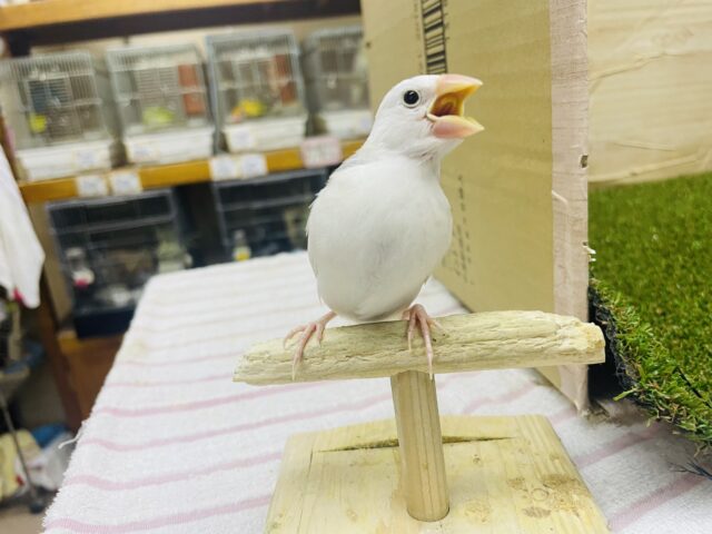 白文鳥