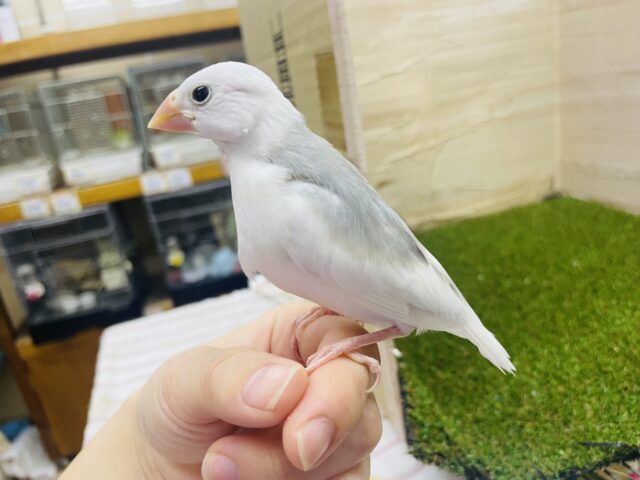 白文鳥