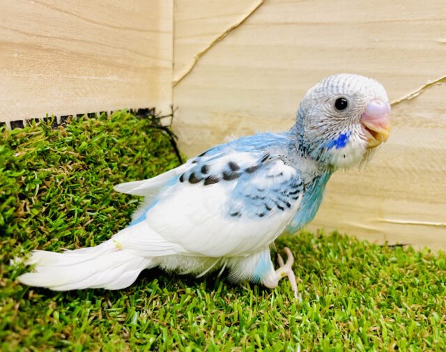 尾羽の模様とブルーのほっぺが印象的なの〜🟦　セキセイインコ　パイド