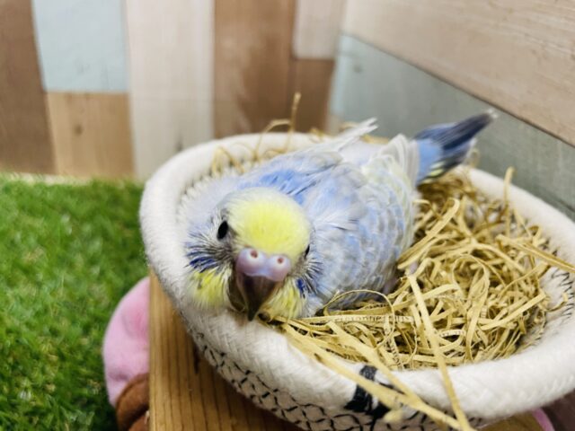 セキセイインコ