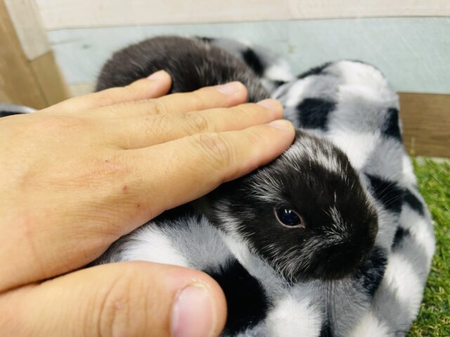 ミニウサギ