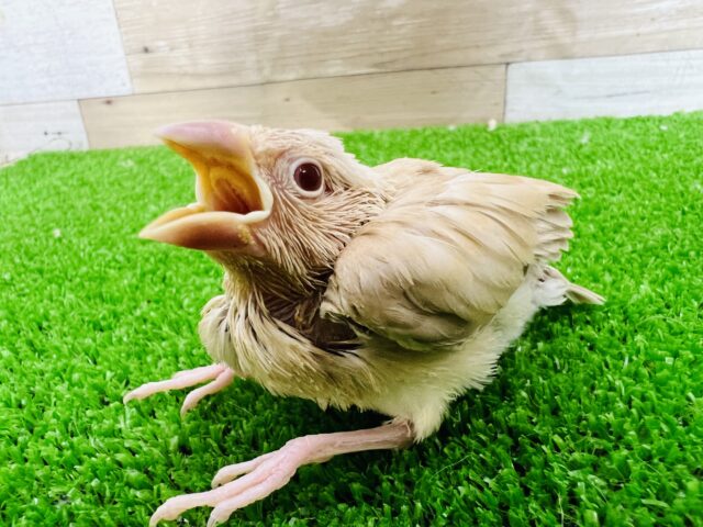 透き通った美しさ☆シナモン文鳥のヒナ〜