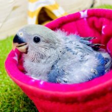 あざと可愛いすぎで賞👑いただきましたでしょう🩵　コザクラインコ　バイオレット
