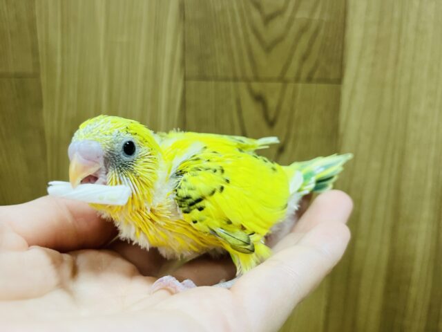 セキセイインコ