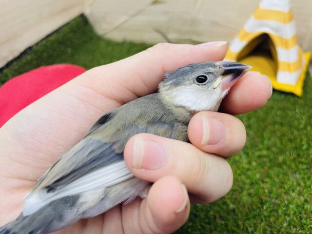 桜文鳥