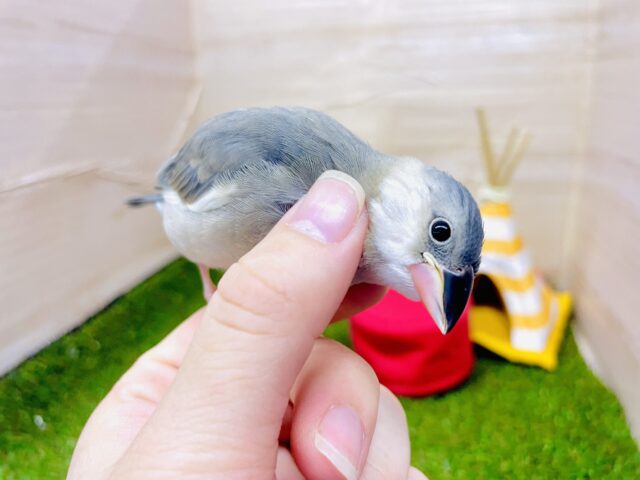 さし餌2回‼️風切り羽も素敵なの〜🎵大きくなったよ！　桜文鳥