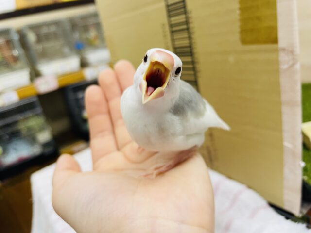 白文鳥