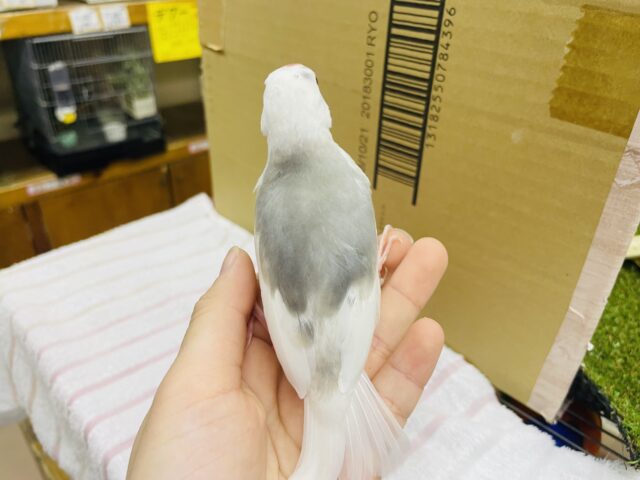 白文鳥