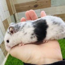 独特の海苔模様⁉︎唯一無二のダルメシアンハムスター☆