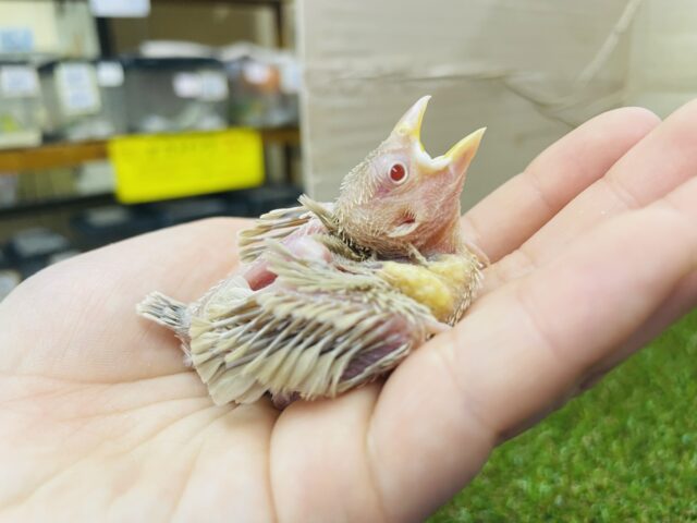 シナモン文鳥