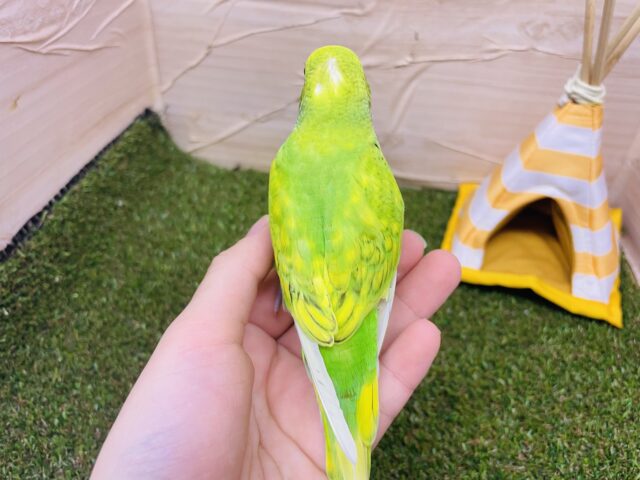 セキセイインコ