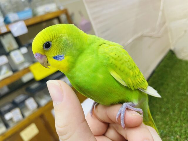 セキセイインコ