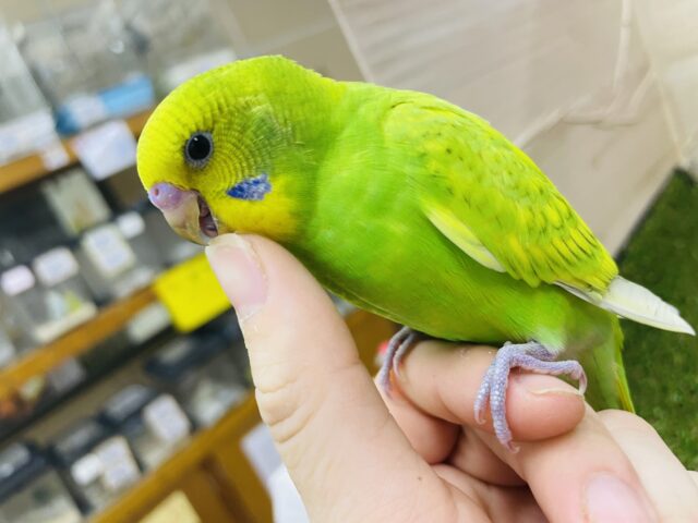 セキセイインコ