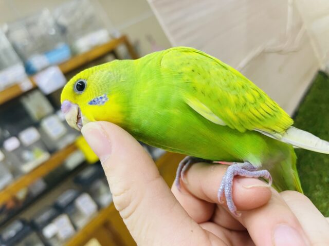 セキセイインコ