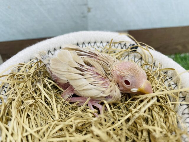 シナモン文鳥