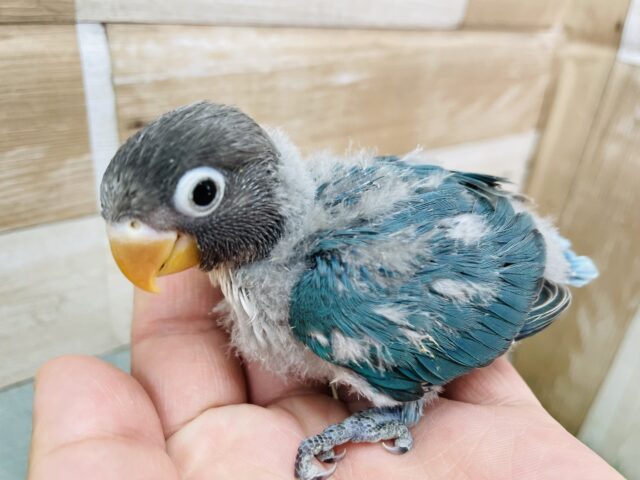 最新画像あります♪あと一羽⭐️くっついている姿が可愛いんです〜❤️ボタンインコのブルー！