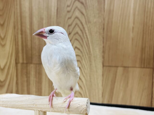 シルバー文鳥