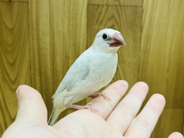 シルバー文鳥