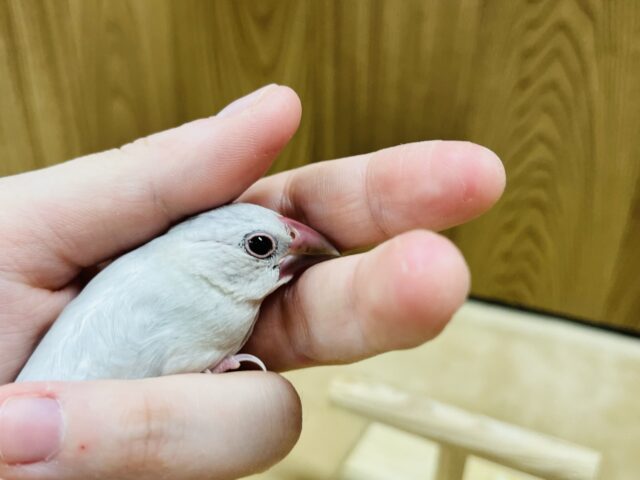 シルバー文鳥